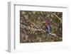 White Throated Kingfisher, Corbett National Park, India-Jagdeep Rajput-Framed Photographic Print