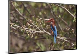 White Throated Kingfisher, Corbett National Park, India-Jagdeep Rajput-Mounted Photographic Print