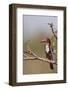 White Throated Kingfisher, Corbett National Park, India-Jagdeep Rajput-Framed Photographic Print