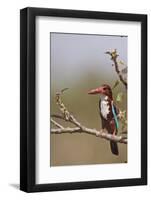 White Throated Kingfisher, Corbett National Park, India-Jagdeep Rajput-Framed Photographic Print