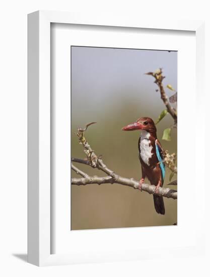 White Throated Kingfisher, Corbett National Park, India-Jagdeep Rajput-Framed Photographic Print