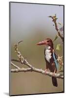 White Throated Kingfisher, Corbett National Park, India-Jagdeep Rajput-Mounted Photographic Print