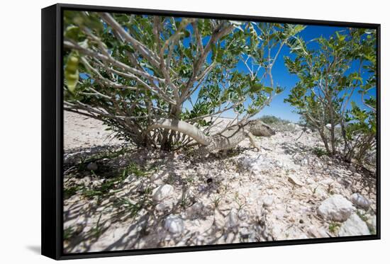 White Throated Lizard-Otto du Plessis-Framed Stretched Canvas