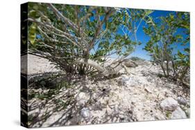 White Throated Lizard-Otto du Plessis-Stretched Canvas