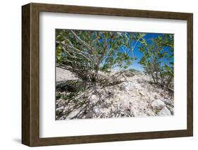 White Throated Lizard-Otto du Plessis-Framed Photographic Print