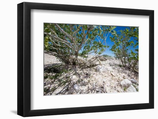 White Throated Lizard-Otto du Plessis-Framed Photographic Print