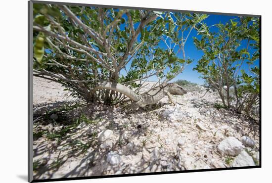 White Throated Lizard-Otto du Plessis-Mounted Photographic Print