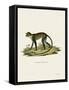 White-Throated Monkey-null-Framed Stretched Canvas