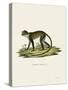 White-Throated Monkey-null-Stretched Canvas