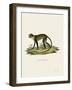 White-Throated Monkey-null-Framed Giclee Print