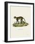 White-Throated Monkey-null-Framed Giclee Print