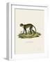 White-Throated Monkey-null-Framed Giclee Print