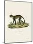 White-Throated Monkey-null-Mounted Giclee Print