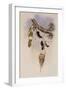 White-Throated Sapphire, Hylocharis Cyaneus-John Gould-Framed Giclee Print