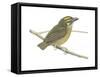 White-Throated Spadebill (Platyrinchus Mystaceus), Birds-Encyclopaedia Britannica-Framed Stretched Canvas