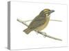 White-Throated Spadebill (Platyrinchus Mystaceus), Birds-Encyclopaedia Britannica-Stretched Canvas