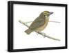 White-Throated Spadebill (Platyrinchus Mystaceus), Birds-Encyclopaedia Britannica-Framed Poster