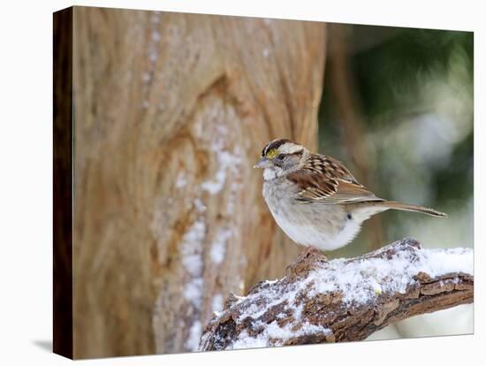 White-Throated Sparrow, Mcleansville, North Carolina, USA-Gary Carter-Stretched Canvas