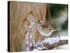 White-Throated Sparrow, Mcleansville, North Carolina, USA-Gary Carter-Stretched Canvas