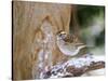 White-Throated Sparrow, Mcleansville, North Carolina, USA-Gary Carter-Stretched Canvas