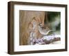 White-Throated Sparrow, Mcleansville, North Carolina, USA-Gary Carter-Framed Photographic Print