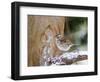 White-Throated Sparrow, Mcleansville, North Carolina, USA-Gary Carter-Framed Photographic Print