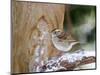 White-Throated Sparrow, Mcleansville, North Carolina, USA-Gary Carter-Mounted Photographic Print