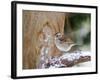 White-Throated Sparrow, Mcleansville, North Carolina, USA-Gary Carter-Framed Photographic Print