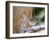 White-Throated Sparrow, Mcleansville, North Carolina, USA-Gary Carter-Framed Photographic Print