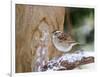 White-Throated Sparrow, Mcleansville, North Carolina, USA-Gary Carter-Framed Photographic Print