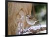 White-Throated Sparrow, Mcleansville, North Carolina, USA-Gary Carter-Framed Photographic Print