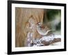 White-Throated Sparrow, Mcleansville, North Carolina, USA-Gary Carter-Framed Photographic Print