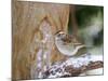 White-Throated Sparrow, Mcleansville, North Carolina, USA-Gary Carter-Mounted Photographic Print