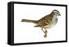 White-Throated Sparrow (Zonotrichia Albicollis), Birds-Encyclopaedia Britannica-Framed Stretched Canvas