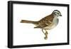 White-Throated Sparrow (Zonotrichia Albicollis), Birds-Encyclopaedia Britannica-Framed Poster