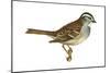 White-Throated Sparrow (Zonotrichia Albicollis), Birds-Encyclopaedia Britannica-Mounted Poster