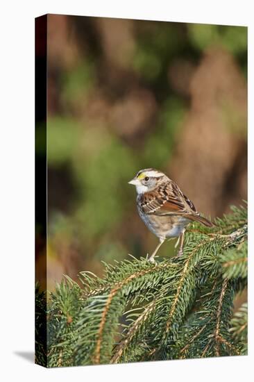 White-Throated Sparrow-Gary Carter-Stretched Canvas