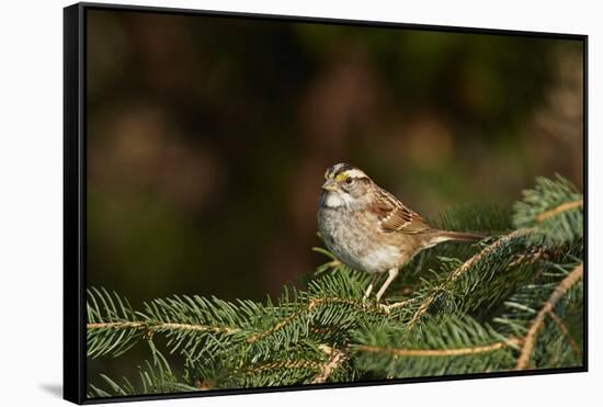 White-Throated Sparrow-Gary Carter-Framed Stretched Canvas