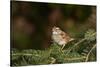 White-Throated Sparrow-Gary Carter-Stretched Canvas