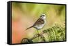 White-Throated Sparrow-Gary Carter-Framed Stretched Canvas