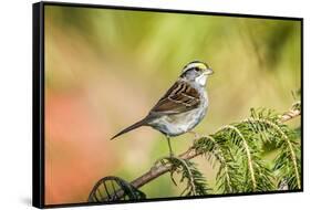 White-Throated Sparrow-Gary Carter-Framed Stretched Canvas