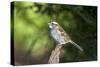 White-Throated Sparrow-Gary Carter-Stretched Canvas