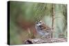 White-Throated Sparrow-Gary Carter-Stretched Canvas