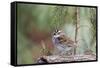 White-Throated Sparrow-Gary Carter-Framed Stretched Canvas