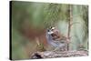 White-Throated Sparrow-Gary Carter-Stretched Canvas