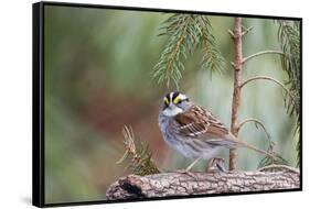 White-Throated Sparrow-Gary Carter-Framed Stretched Canvas