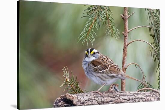 White-Throated Sparrow-Gary Carter-Stretched Canvas