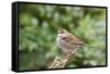 White-Throated Sparrow-Gary Carter-Framed Stretched Canvas