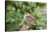 White-Throated Sparrow-Gary Carter-Stretched Canvas