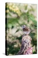 White-Throated Sparrow-Gary Carter-Stretched Canvas